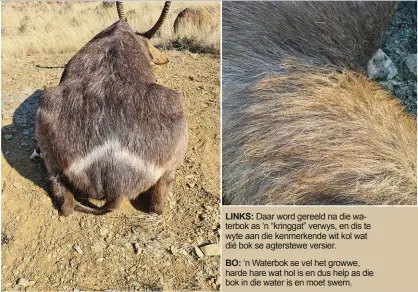  ??  ?? LINKS: Daar word gereeld na die waterbok as ’n “kringgat” verwys, en dis te wyte aan die kenmerkend­e wit kol wat dié bok se agterstewe versier.
BO: ’n Waterbok se vel het growwe, harde hare wat hol is en dus help as die bok in die water is en moet swem.