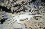  ?? PARVEEN FARZANA ABSAR ?? Scientists say the newlydisco­vered crabs have adapted to cave life and live under pitch black darkness.