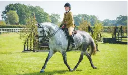  ??  ?? HOYS bound: The Grey Rebel (Marilyn Bane) tops the small hunters