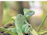  ?? ?? E) Der Stirnlappe­nbasilisk ist im Regenwald Mittelamer­ikas zu Hause.