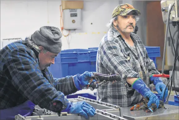  ?? ASHLEY THOMPSON ?? Cameron Seafoods Company employees Frank Spencer and Gordon Geswein are kept busy working in the packing and grading facility. The Hall’s Harbour Lobster Pound announced it will be extending its season into late October to accommodat­e tourists. To...