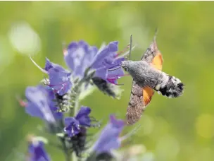  ??  ?? ●●Hummingbir­d hawk moth