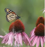  ?? Tribune News Service ?? ■ A monarch butterfly sits on a coneflower at Millennium Park in Chicago.