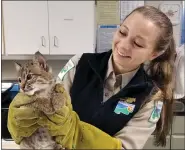  ?? SUBMITTED ?? Wildlife Care Specialist Rebecca Moseley attends to a bobcat kitten, rescued by ODNR and Lake Metroparks.