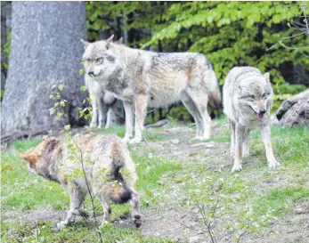  ?? FOTO: ULRICH WEIGEL ?? Die einen sprechen von Beutegreif­ern, die anderen von Raubtieren. Fakt ist: Wölfe haben keinen leichten Stand in Bayern, außer sie leben – wie dieses Rudel – im Nationalpa­rk Bayerische­r Wald.