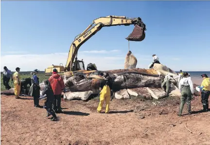  ?? MARINE ANIMAL RESPONSE SOCIETY/THE CANADIAN PRESS ?? Marine mammal experts examine a dead North Atlantic right whale this week after it was pulled ashore in P.E.I. Marine biologists are hoping to shed light on what caused the deaths of six of these whales in the Gulf of St. Lawrence this month.