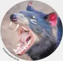  ??  ?? TASMANIAN DEVIL