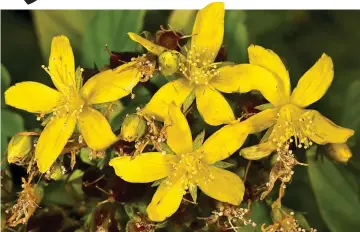  ?? ?? Intense: St John’s wort, Hypericum tetrapteru­m, is happy in damp conditions