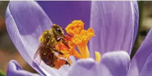  ?? Foto: Jens Schierenbe­ck/dpa/tmn ?? Nektarreic­he Krokusblüt­en bieten der Honigbiene schon früh im Jahr Nahrung. Wer die Zwiebeln im Herbst pflanzt, kann sich im März über die zarten Blüten im Garten freuen.