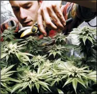  ?? ASSOCIATED PRESS ?? In this Dec. 13, 2017, file photo, James MacWilliam­s prunes a marijuana plant that he is growing indoors in Portland, Maine.