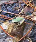  ?? ?? A young Pacific Chorus Frog (Pseudacris regilla) emerged during a break in recent storms.