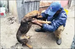  ??  ?? INSPECTOR PAWS: Khayelitsh­a Animal Hospital’s Mark Booi inspects a dog in one of the many informal settlement­s in the township.