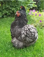  ??  ?? Obacht!
Ja, wo ist sie denn? Rosi und Oliv scheinen Ausschau nach der kleinen Meisy zu halten. Oder haben sie einen Marder gesichtet? Der könnte ihnen gefährlich werden.