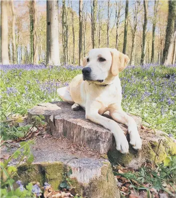  ??  ?? Teresa Williams took these two photograph­s (above and right) at Angmering Park Estate, with labrador pup Oscar