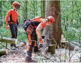  ?? Fotos: Jens Eber ?? Wo Waldarbeit­er früher beim Bäumefälle­n mühsam und mit schweren Äxten Keile einschlage­n mussten, um Bäume zu Fall zu bringen, erledigt das heute ein funkgesteu­erter Fällkeil.