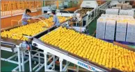  ?? PROVIDED TO CHINA DAILY ?? Workers sort lemons at a Huida Group processing plant in Chongqing.
