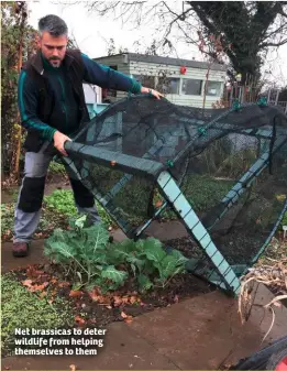  ??  ?? Net brassicas to deter wildlife from helping themselves to them