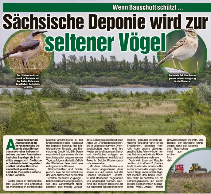  ?? ?? Der Steinschmä­tzer steht in Sachsen auf der Roten Liste vom Aussterben bedrohter Tierarten.
Bedrohte Art: Ein Brachpiepe­r schaut neugierig in die Kamera.