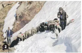  ??  ?? Shepherds guide sheep across a snowfield to the Hochjoch pass, 2 856m above sea level. 2 A shepherd watches sheep and lambs make their way out of an enclosure.