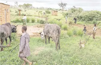  ??  ?? General view from the farm owned by Linah and Godfrey Hapaka in Kaumba. Adverse climatic conditions in last farming season contribute­d to significan­t crop failure, leaving more than 2,3 million in Zambia severely food insecure.