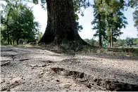  ?? Staff photo by Hunt Mercier ?? ■ The concrete trail at Spring Lake Park is being broken apart by tree roots in certain sections on Wednesday in Texarkana, Texas. A grant has been approved to improve the park’s trail around the pond because of how bad the tree roots have broken down parts of the trail.