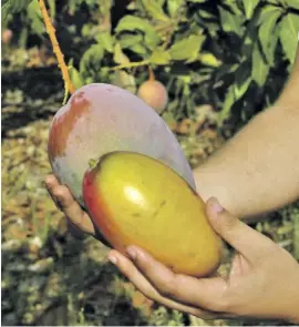  ?? Foto: EFE ?? Málagas Mangos sind dieses Jahr kleiner als sonst.