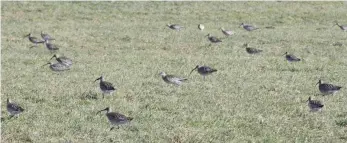  ?? FOTO: HIN ?? In Trupps bewegen sich die Vögel bei der Nahrungssu­che über die Wiesen.
