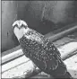  ?? GEORGE SILER PHOTO ?? A young osprey named Whirley dries out on a barge that rescued her early Wednesday morning.