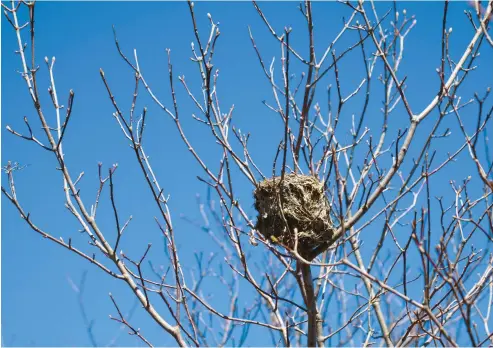  ?? STEVEN D. BAILEY/NEWS-SUN ?? An American goldfinch nest in winter.