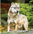  ?? Foto: dpa ?? Wölfe waren in Bayern lange ausgestorb­en. Nun sind sie wieder da.