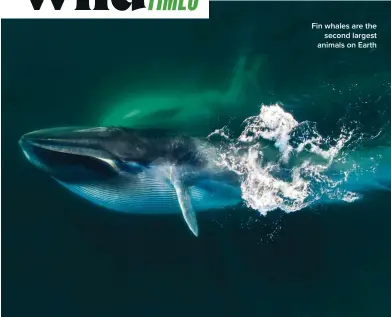  ?? ?? Fin whales are the second largest animals on Earth