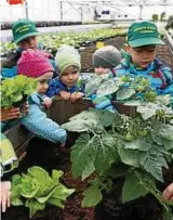  ??  ?? Kinder aus der Kita „Langenberg­er Zwerge“in Gera haben in der Gärtnerei Hofmann Kohlrabi, Tomaten und Salat in ein Hochbeet gepflanzt, das später vor ihrem Kindergart­en stehen wird. Am Sonnabend laden die Gärtnereie­n Hofmann und Eismann in den Geraer...