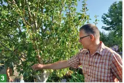  ??  ?? 3. When Roland ran out of quince rootstock last year, he also grafted three additional pear varieties onto his William’s Bon Chretien pear tree.