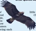  ??  ?? Great spotted eagle