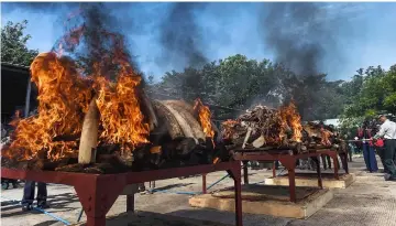  ??  ?? Elephant ivory tusks and seized animal parts are burned during a ceremony to destroy confiscate­d wildlife parts in Naypyidaw. — AFP photo