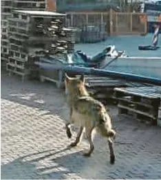  ?? Fotos: Busack ?? Der Wolf in Bissingen: Ein Mitarbeite­r der Firma Vitus Rieder hat diesen Schnapp‰ schuss gemacht.