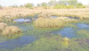  ?? Andy Hankinson ?? ●●Little Woolden Moss is a surviving fragment of Chat Moss