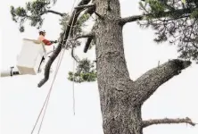  ?? Michael Short / Special to The Chronicle 2019 ?? PG&E plans more rigorous treetrimmi­ng efforts along 1,800 miles of its power lines in fireprone parts of the state.
