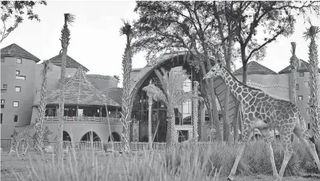  ??  ?? At Animal Kingdom Lodge, exotic animals including giraffes and zebras roam the savannah outside the hotel's lobby.