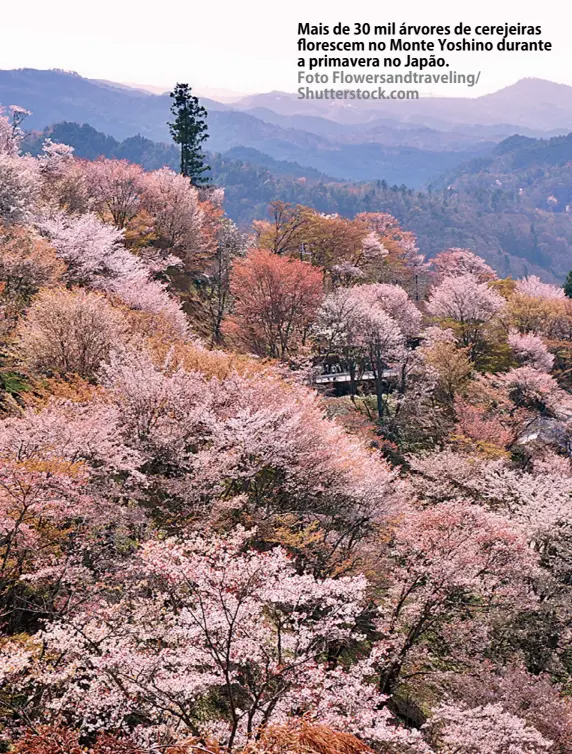  ?? Foto Flowersand­traveling/ Shuttersto­ck.com ?? Mais de 30 mil árvores de cerejeiras florescem no Monte Yoshino durante a primavera no Japão.