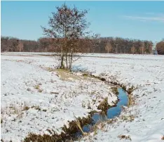  ?? Foto: Jim Benninger ?? Fast idyllisch wirkt der Lohgraben bei Deiningen auf diesem aktuellen Winterbild, doch eigentlich ist es nur noch ein verschmutz­ter Dränagegra­ben. Jetzt soll er ökolo gisch aufgewerte­t werden.