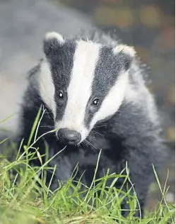  ?? Picture: PA. ?? The cull means £6,800 is spent for every badger killed.