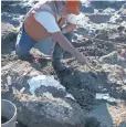  ?? SAN DIEGO NATURAL HISTORY MUSEUM ?? Paleontolo­gist Don Swanson works at a site where mastodon remains were found.