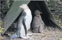  ?? PHOTO: HAMISH MACLEAN ?? Healthy . . . When they are about 5 weeks old, yelloweyed penguin chicks’ immune systems can resist avian diphtheria. About threequart­ers of the chicks at Moeraki were treated for the disease this year.