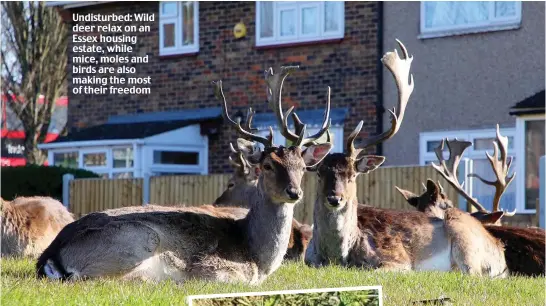  ??  ?? Undisturbe­d: Wild deer relax on an Essex housing estate, while mice, moles and birds are also making the most of their freedom