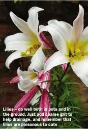  ??  ?? Lilies – do well both in pots and in the ground. Just add coarse grit to help drainage, and remember that lilies are poisonous to cats