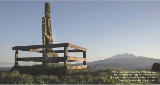  ??  ?? With a magnificen­t backdrop of Mt Ruapehu, the Awhi farming collective covers 42,000 hectares of ancestral land. BELOW LEFT: The Ruapehu Angus is a big hit with chefs.