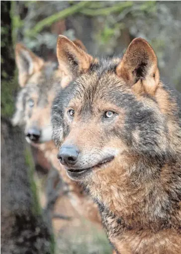  ?? WWF ?? El lobo frena la propagació­n de enfermedad­es al ganado como la tuberculos­is