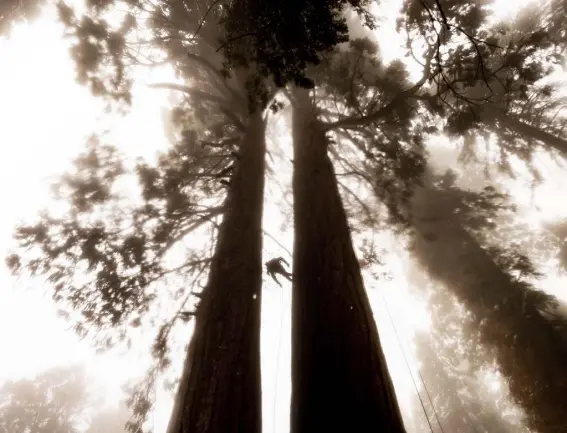  ?? Noah Berger, Associated Press file ?? Climbing assistant Lawrence Schultz ascends the Three Sisters sequoia tree during an Archangel Ancient Tree Archive expedition to plant sequoia seedlings on Oct. 26, 2021, in Sequoia Crest, Calif.