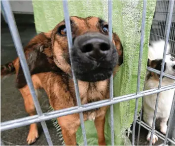  ?? Archiv-Foto: Mathias Wild ?? Weil es zu voll ist, kann das Tierheim Beckstette­n momentan manche Tiere nicht mehr aufnehmen – auch die Hunde sind betroffen. Seit Mittwoch sind bei den Vierbeiner­n alle Plätze belegt.